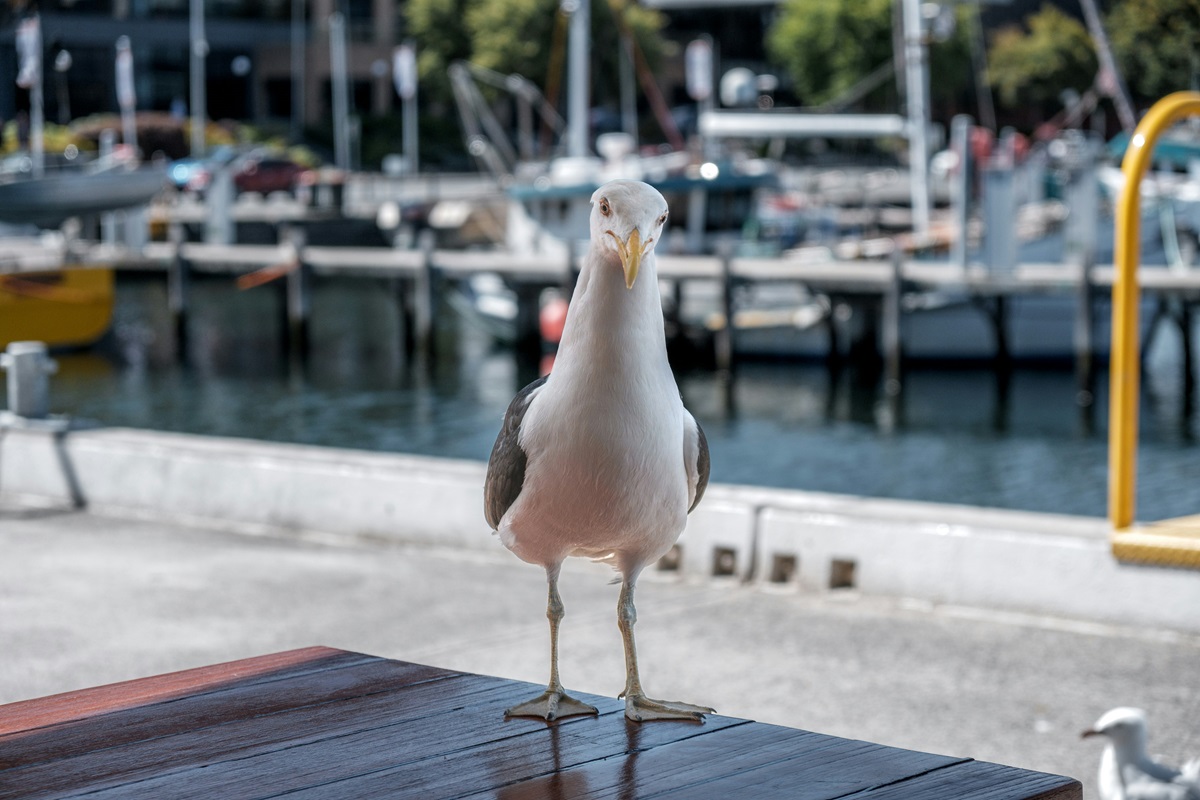 seagull on a coffee table