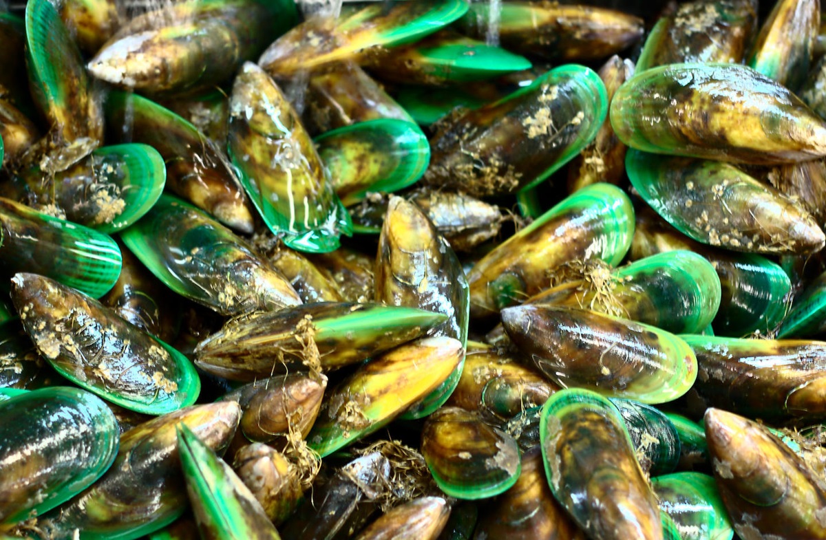 fresh greenlip  mussels