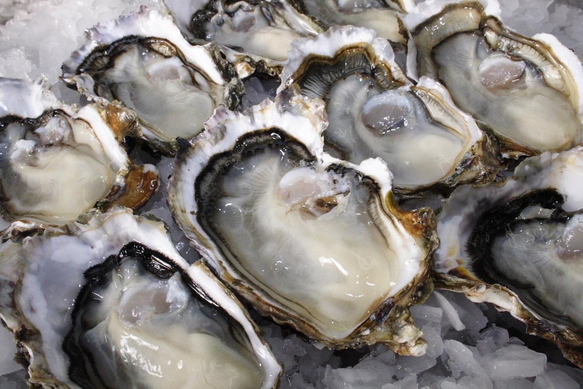 fresh half shell oysters